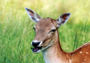 
Have you ever tried using manure to deter deer? We’ve heard reports of success from readers regarding both horse and donkey manure.
